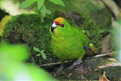 Yellow-crowned Parakeet